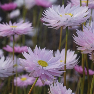 Rhodanthe chlorocephala